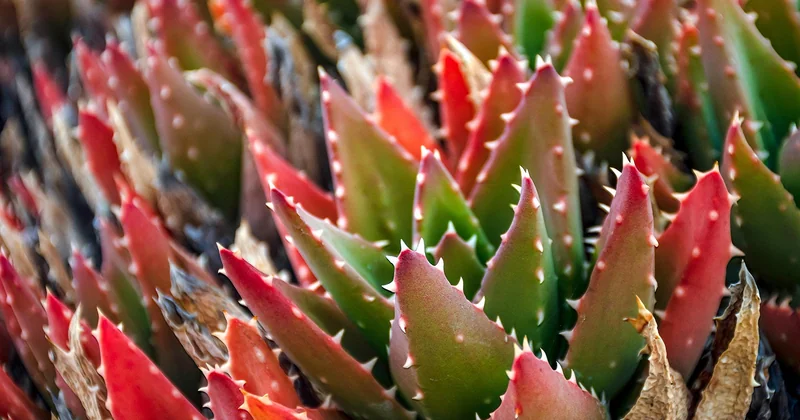 Associer les plantes vertes : par affinités, pas par hasard
